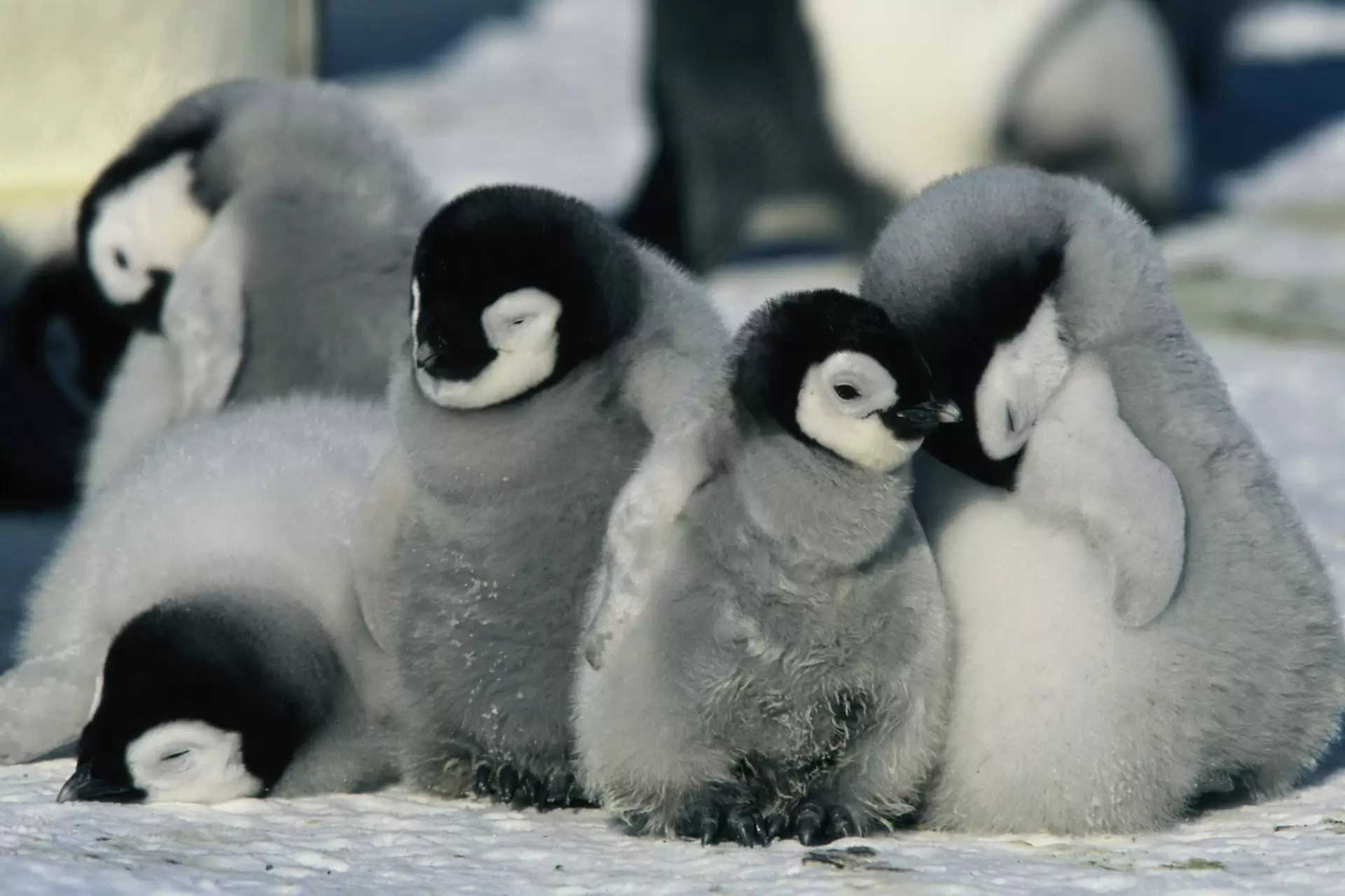 دانلود مستند March of the Penguins 2005 (رژه‌ی پنگوئن‌ها) با تماشای آنلاین