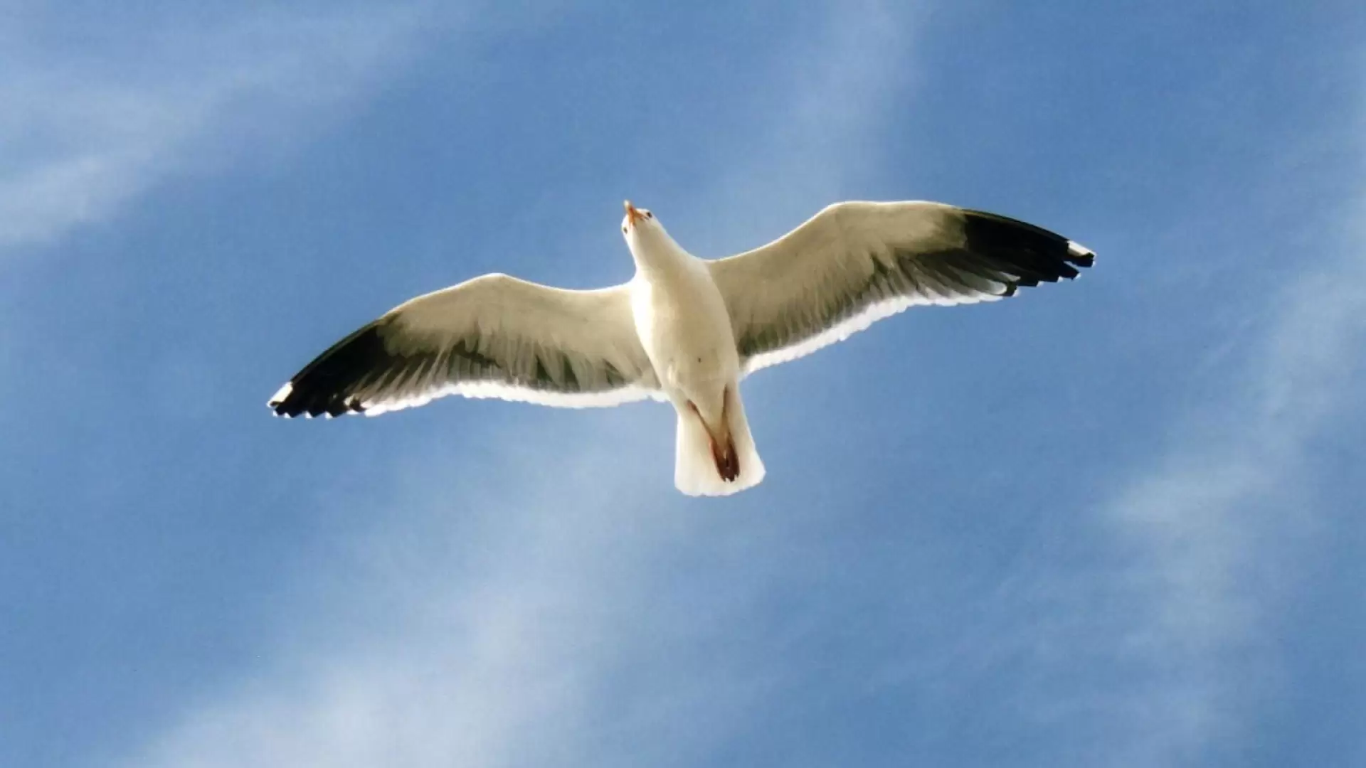دانلود فیلم Jonathan Livingston Seagull 1973 با زیرنویس فارسی
