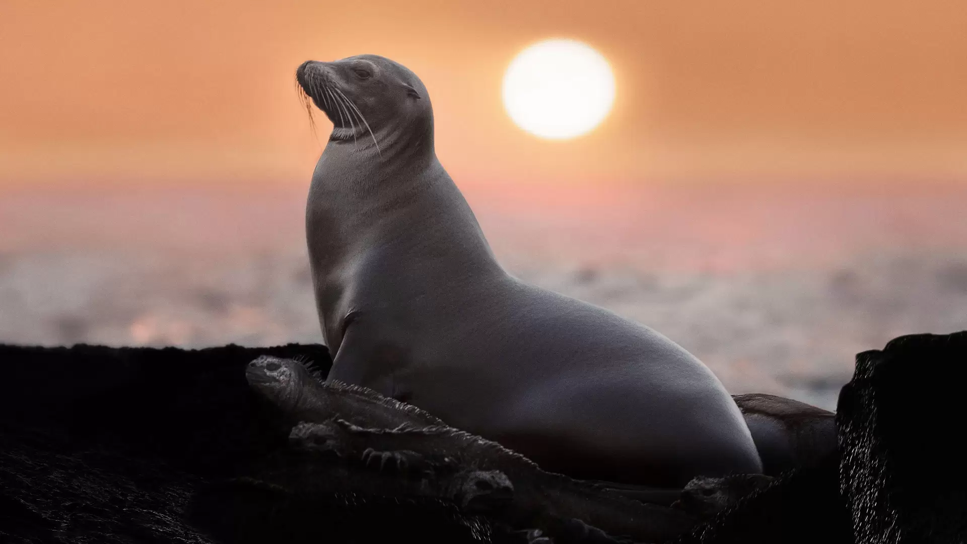 دانلود مستند Sea Lions of the Galapagos 2025 با تماشای آنلاین