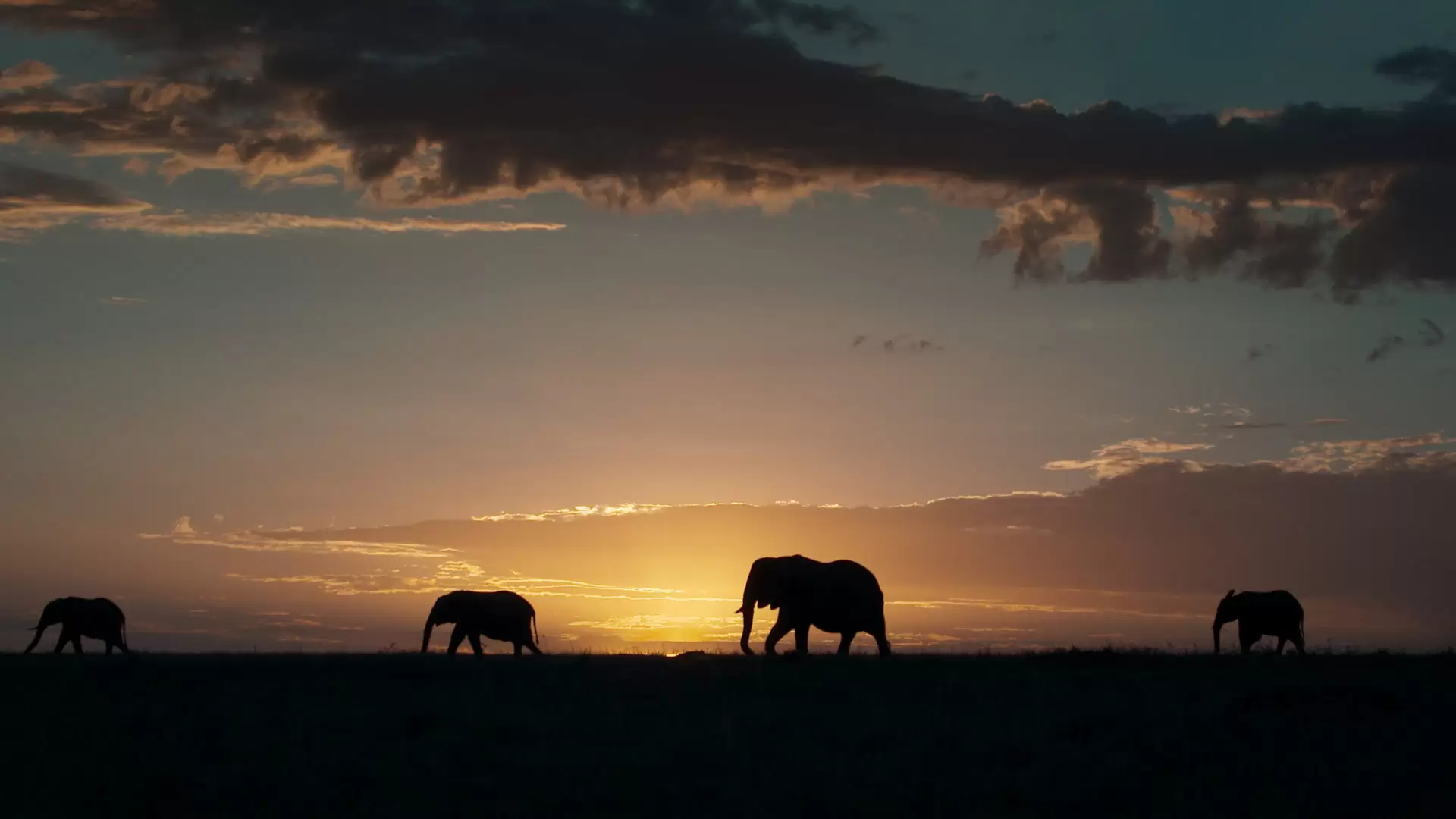 دانلود مستند Wild Family Ties 2022 با تماشای آنلاین