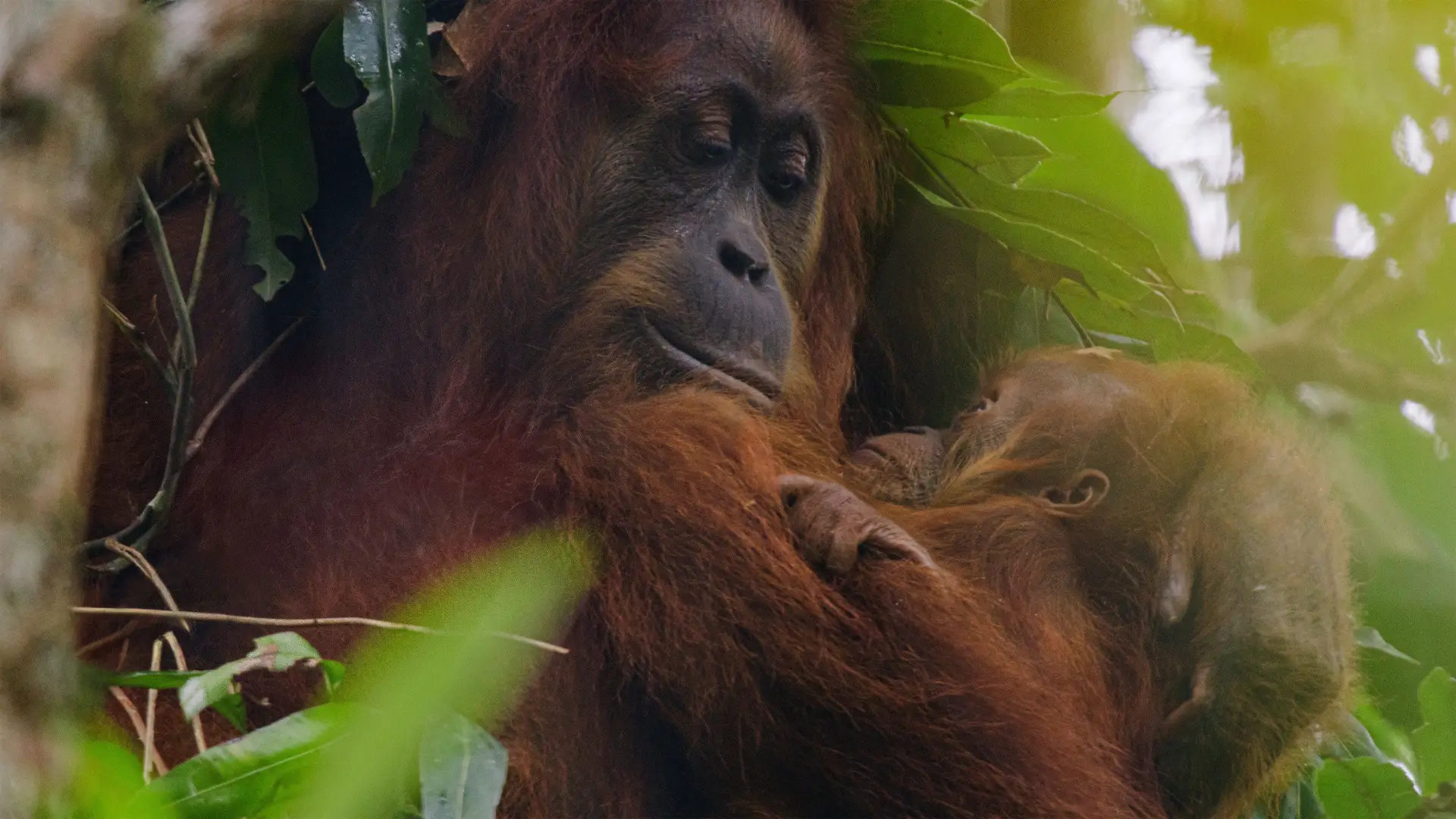 دانلود مستند Orangutan 2026