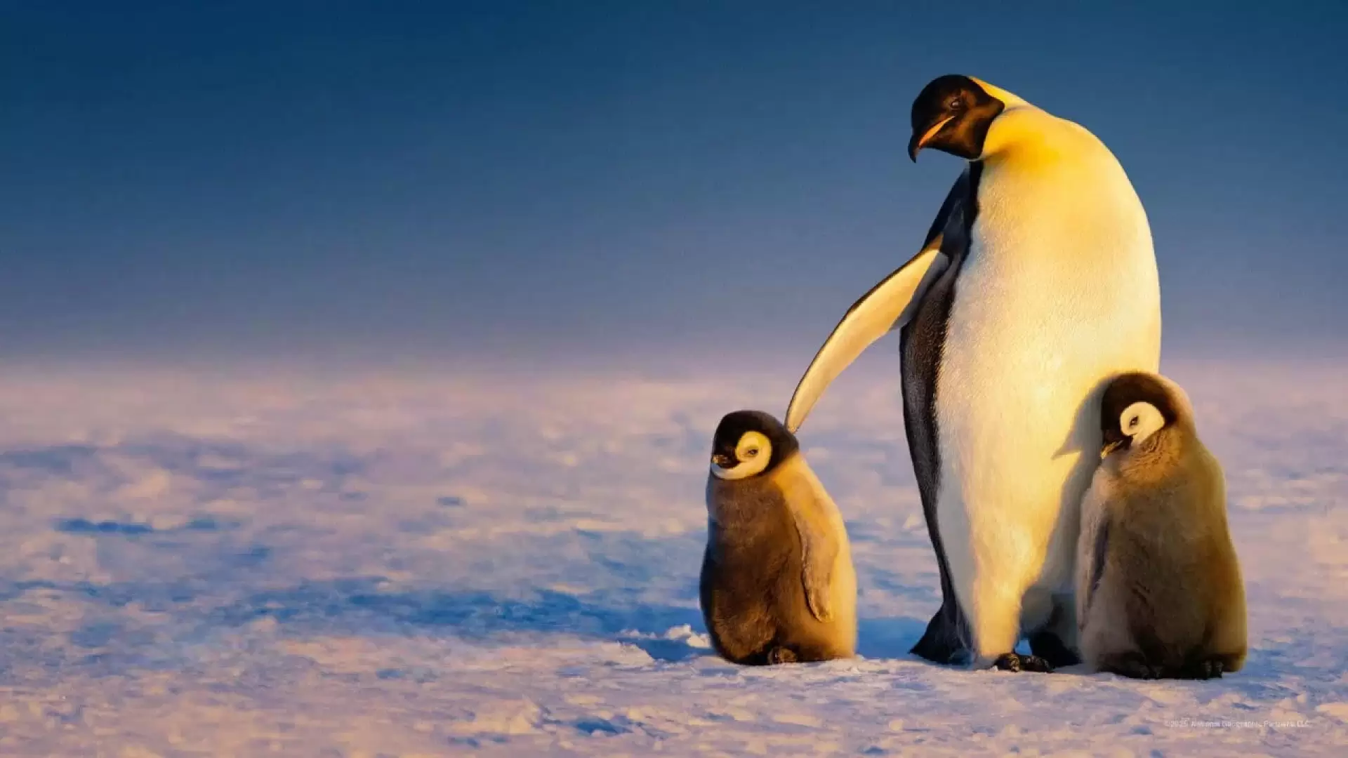 دانلود مستند Secrets of the Penguins 2025