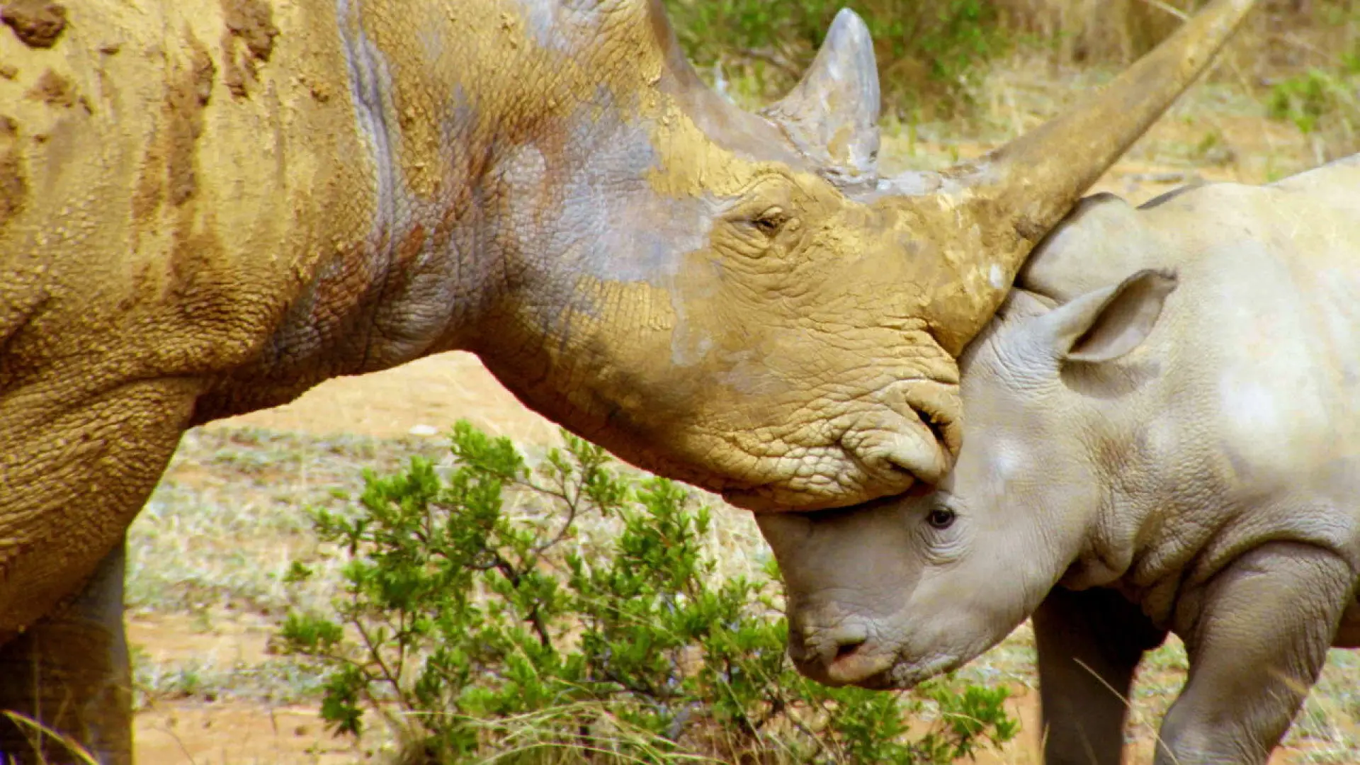 دانلود مستند Wildlife Icons 2015