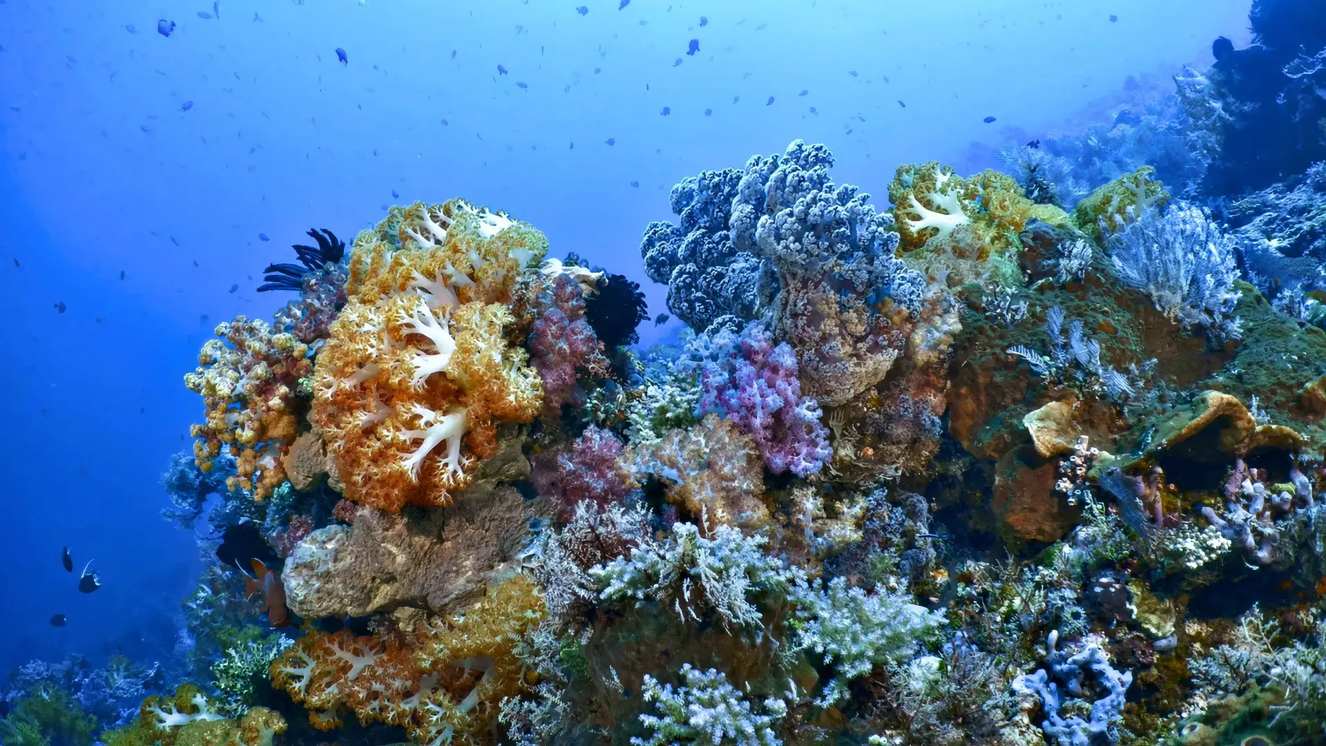 دانلود مستند INTO THE BLUE: The Wonders of the Coral Triangle 2021