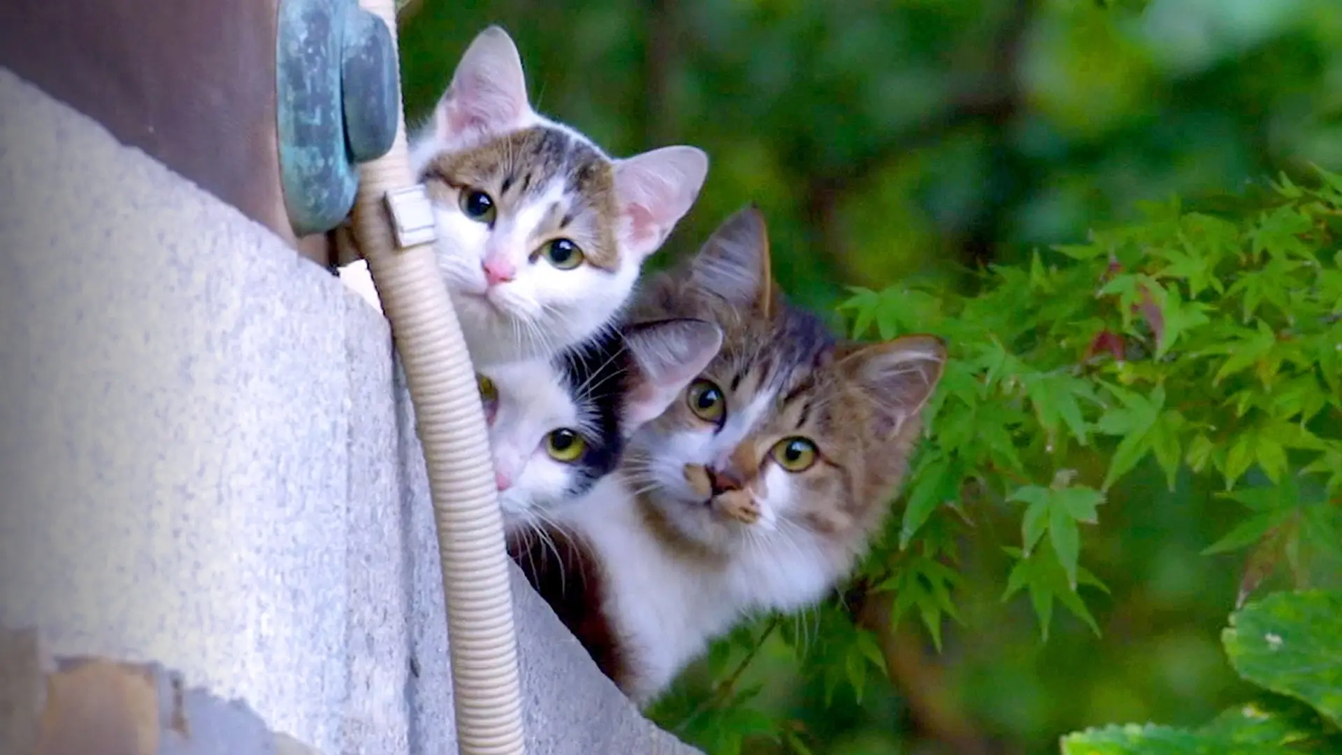 دانلود مستند A Cats-Eye View of Japan 2023