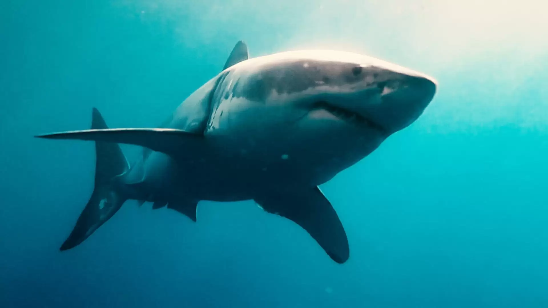 دانلود مستند Sharks (in 3D) 2012
