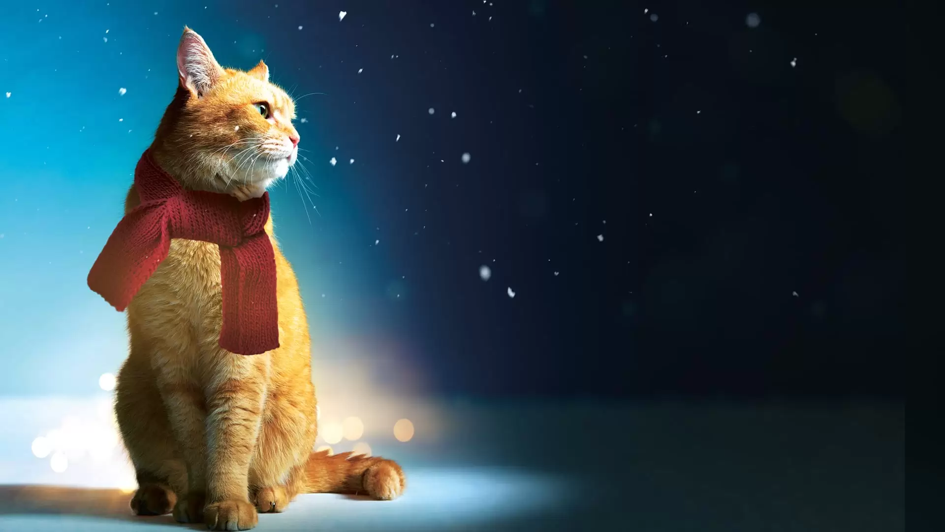دانلود فیلم A Street Cat Named Bob 2016 (گربه خیابانی به نام باب) با زیرنویس فارسی و تماشای آنلاین
