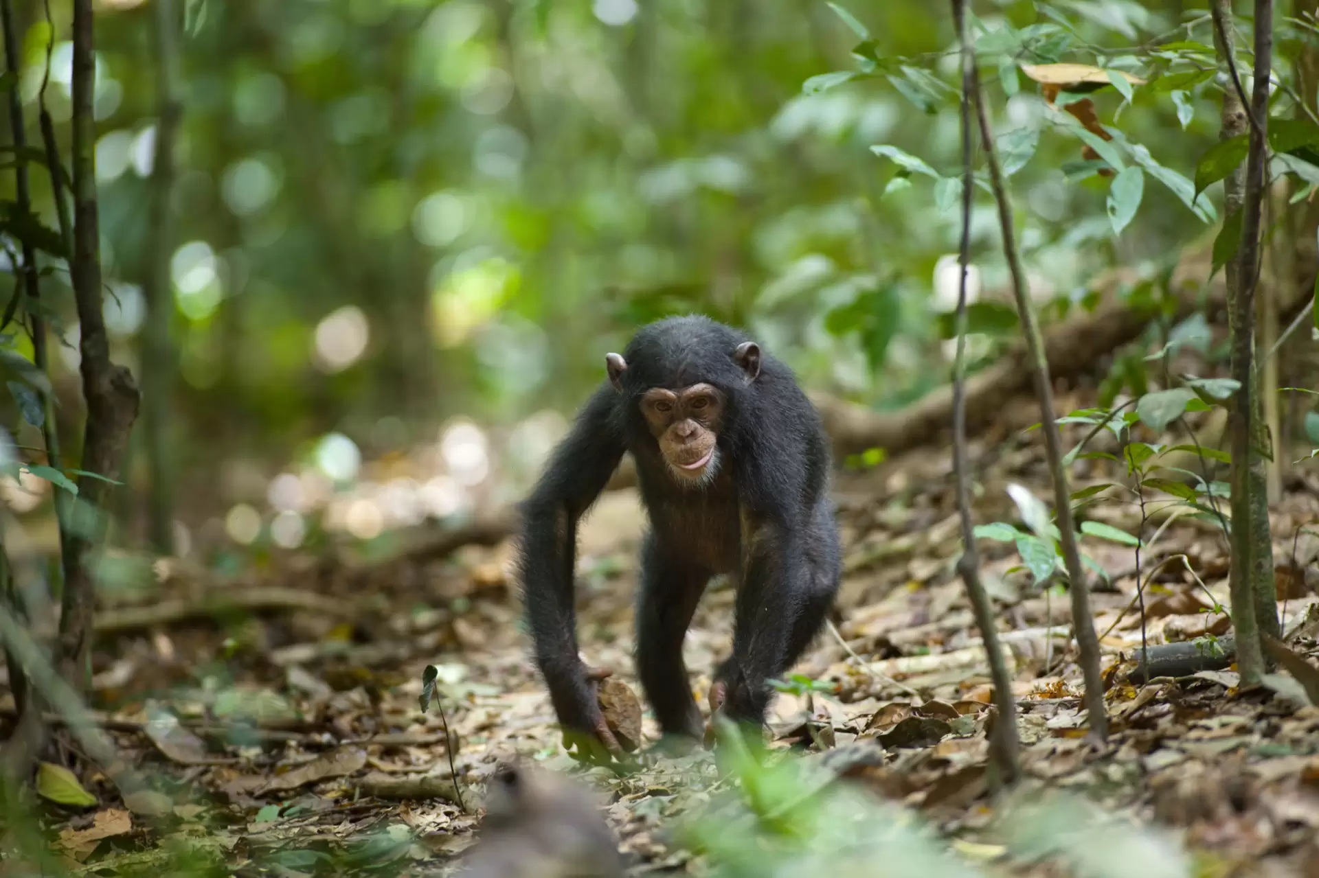 دانلود مستند Chimpanzee 2012 (شامپانزه) با زیرنویس فارسی و تماشای آنلاین