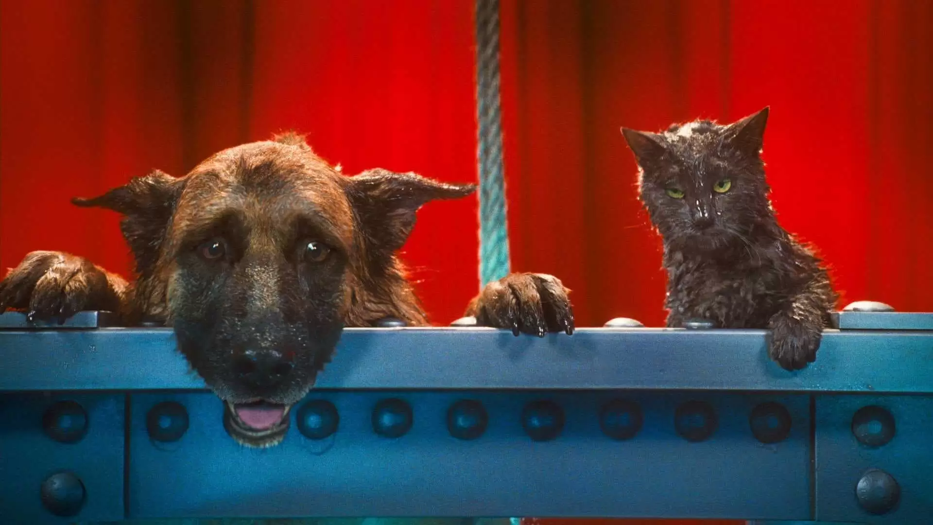 دانلود فیلم Cats & Dogs: The Revenge of Kitty Galore 2010 با زیرنویس فارسی