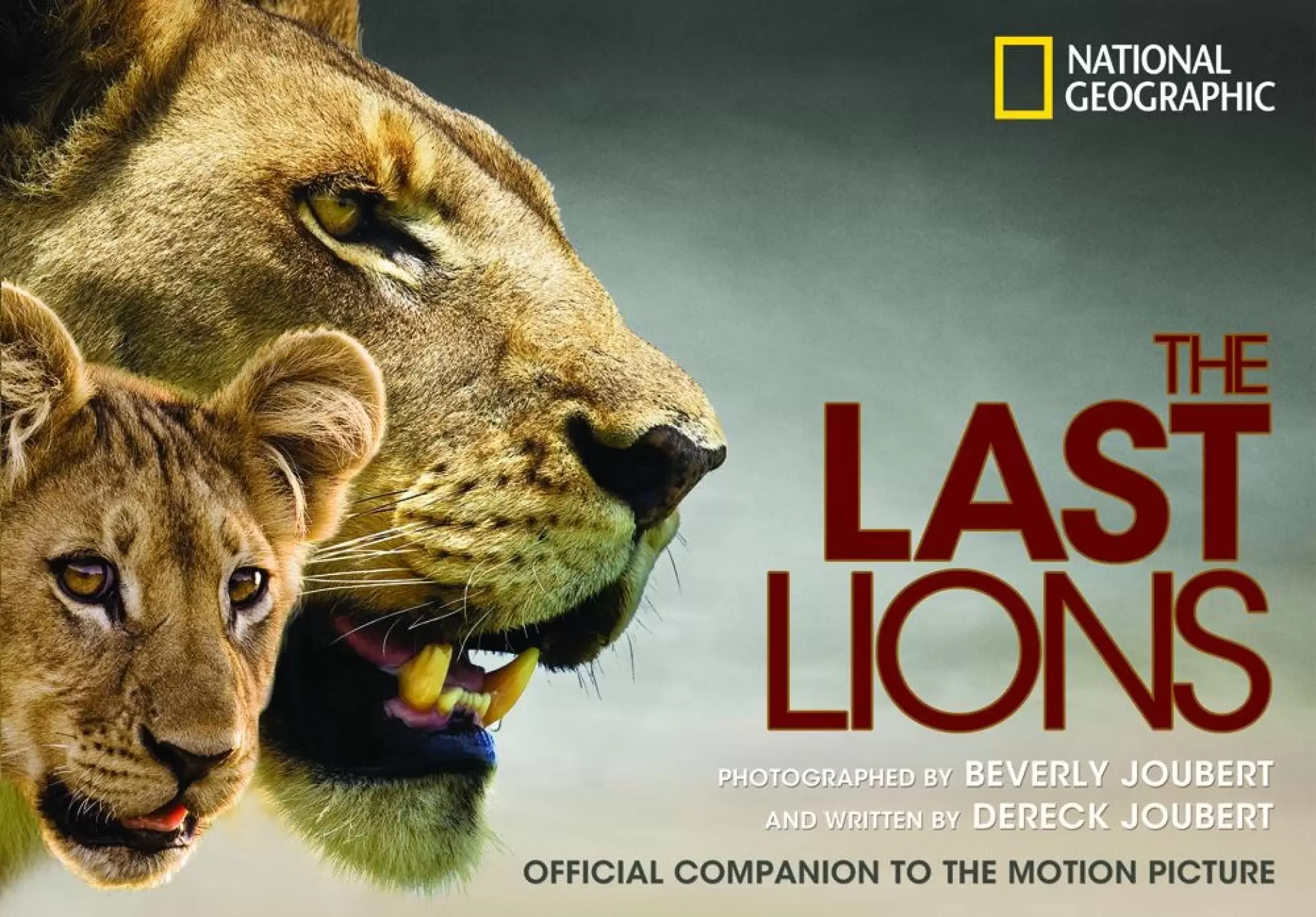 دانلود مستند The Last Lions 2011 (آخرین شیرها) با زیرنویس فارسی و تماشای آنلاین