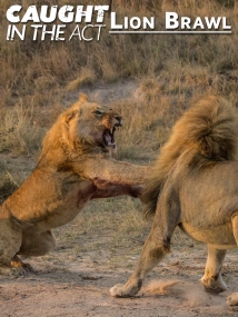 دانلود مستند Caught in the Act: Lion Brawl 2012
